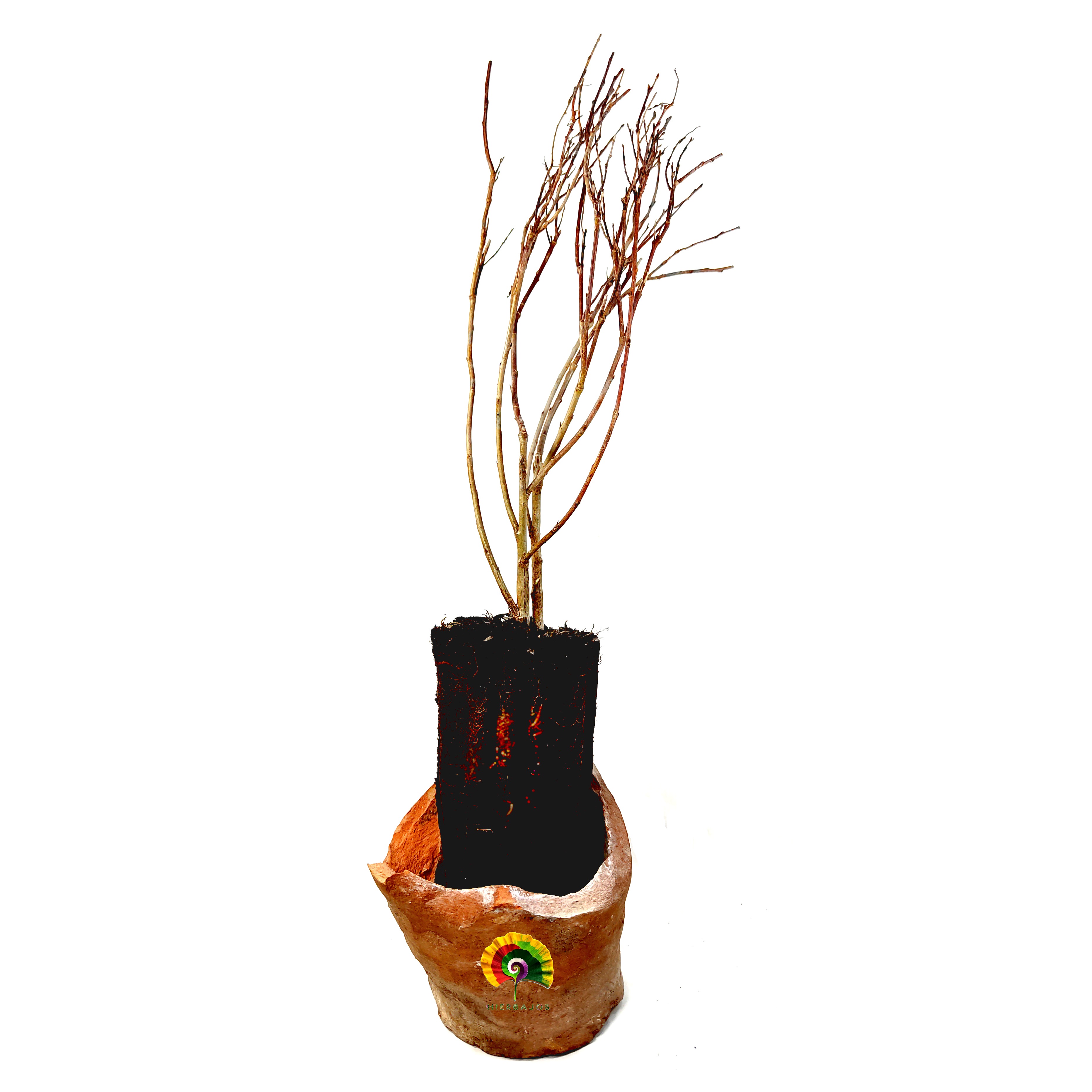 Planta Salix purpurea - Mimbrera Púrpura