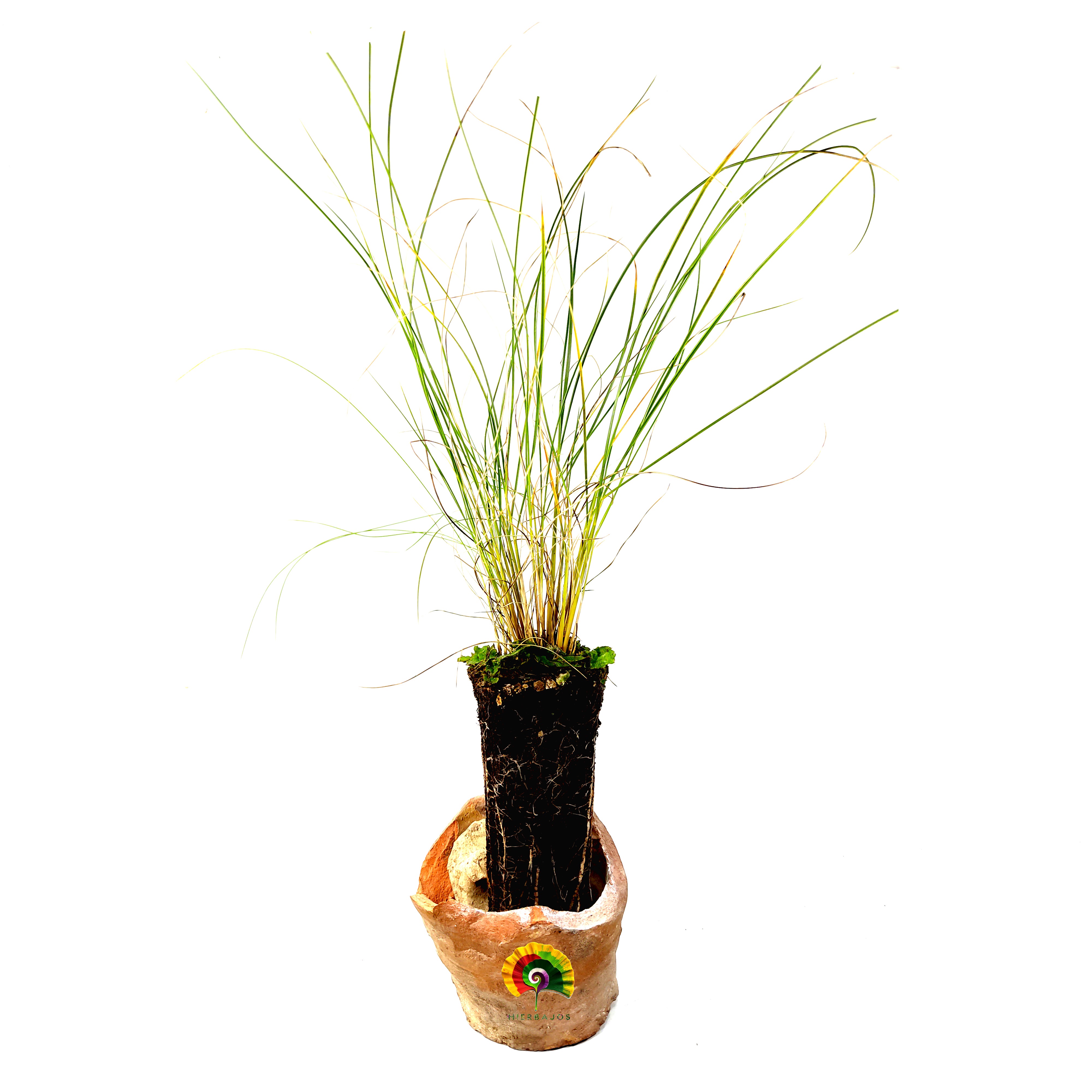 Planta Stipa tenacissima - Esparto