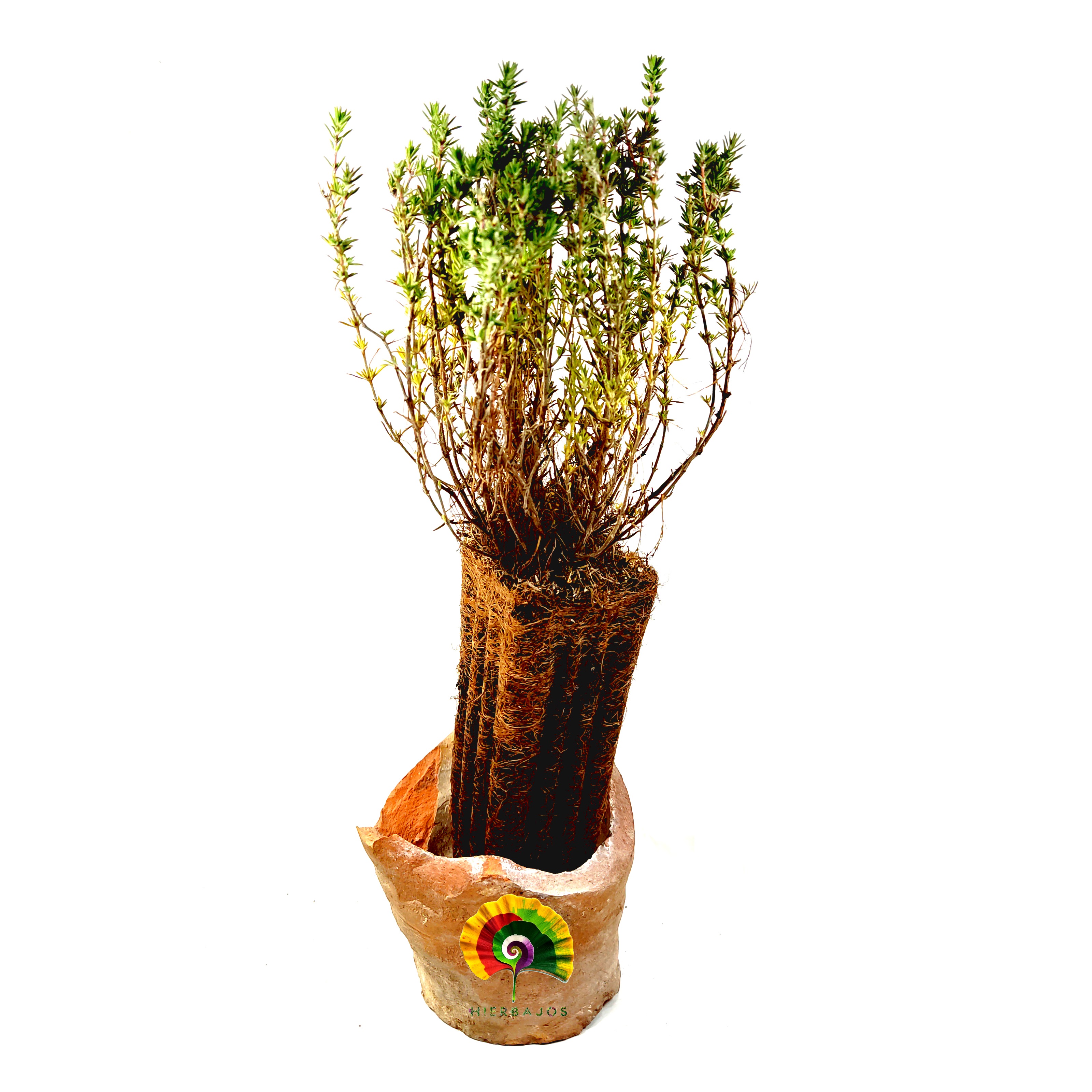 Planta Thymus zygis gracilis - Tomillo Salsero