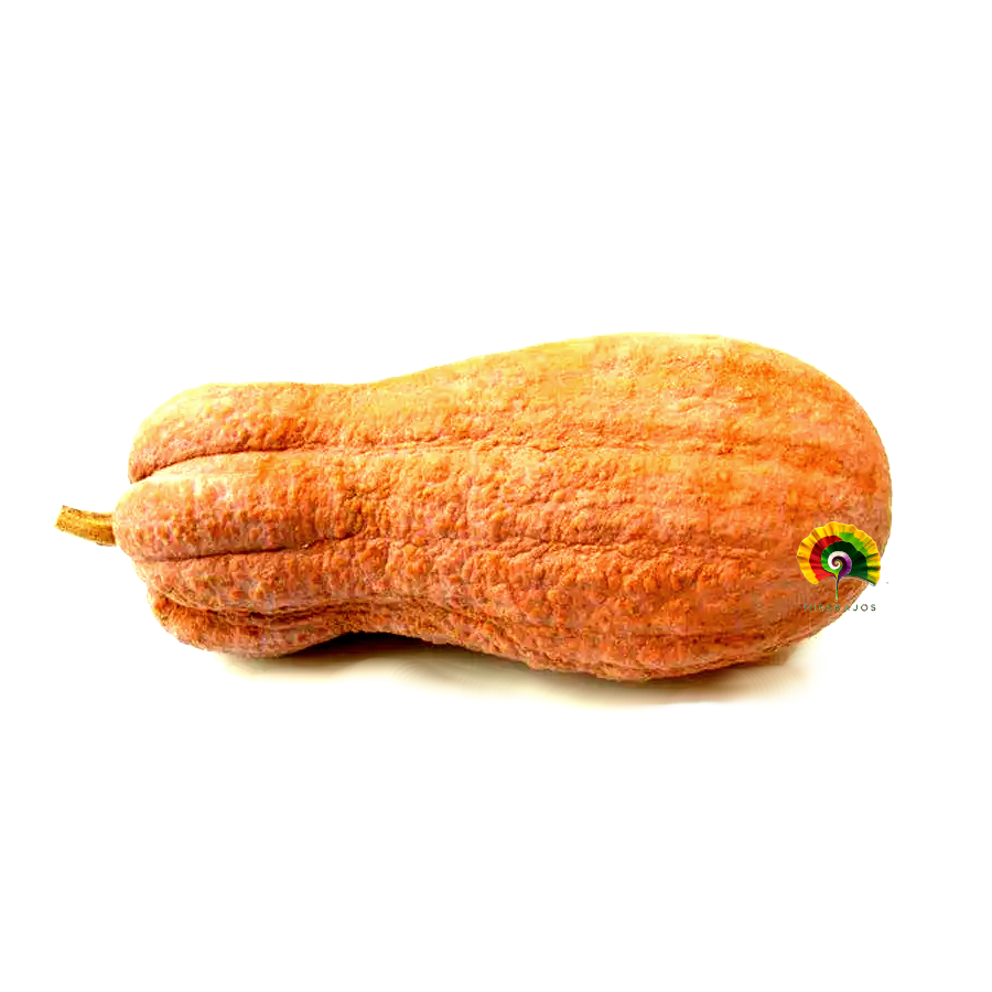 Calabaza Butternut Rugosa - 25 semillas