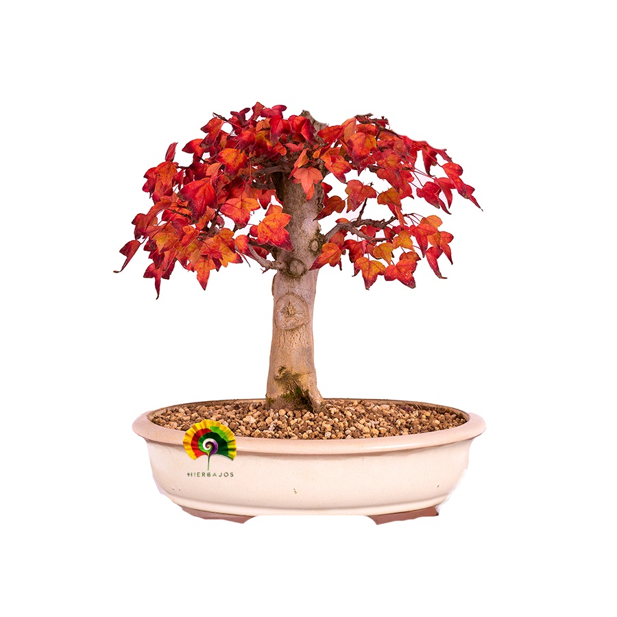 Acer buergerianum - Arce Tridente - 25 semillas