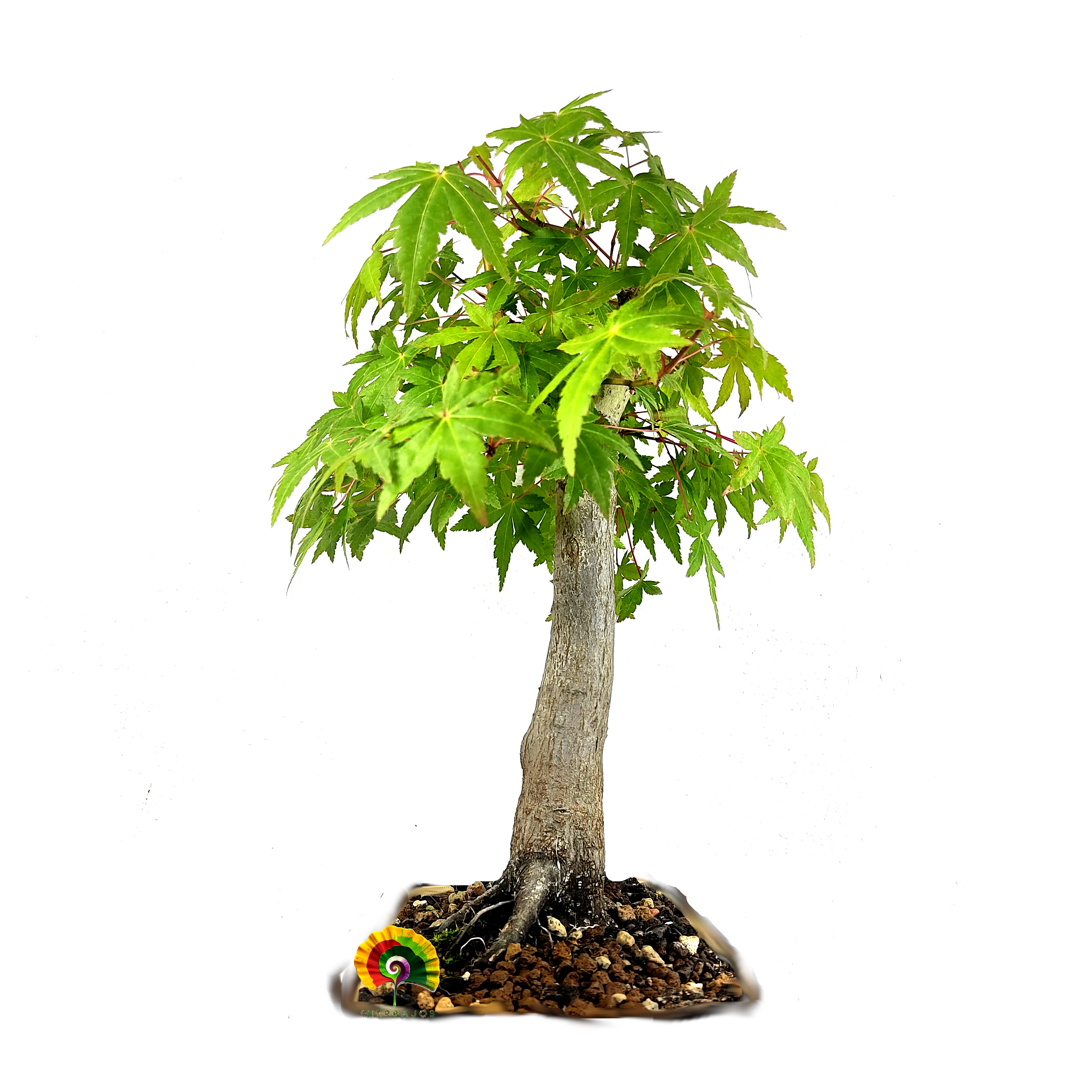 Acer palmatum - Arce Japonés - 25 semillas
