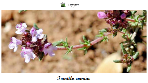Tomillo común - Thymus orospedanus - 500 semillas
