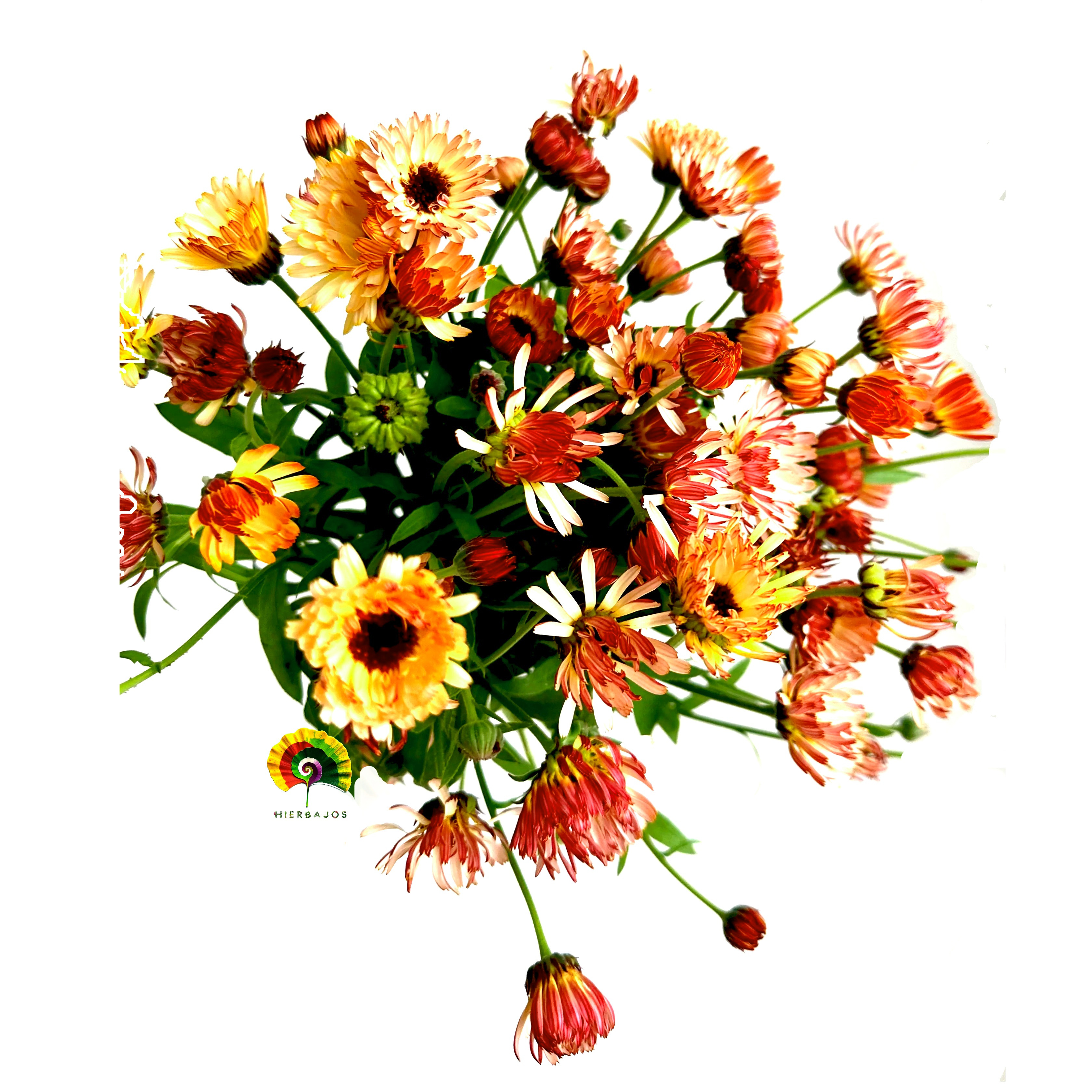 Calendula officinalis Touch of Red Buff - Caléndula maravilla - 100 semillas