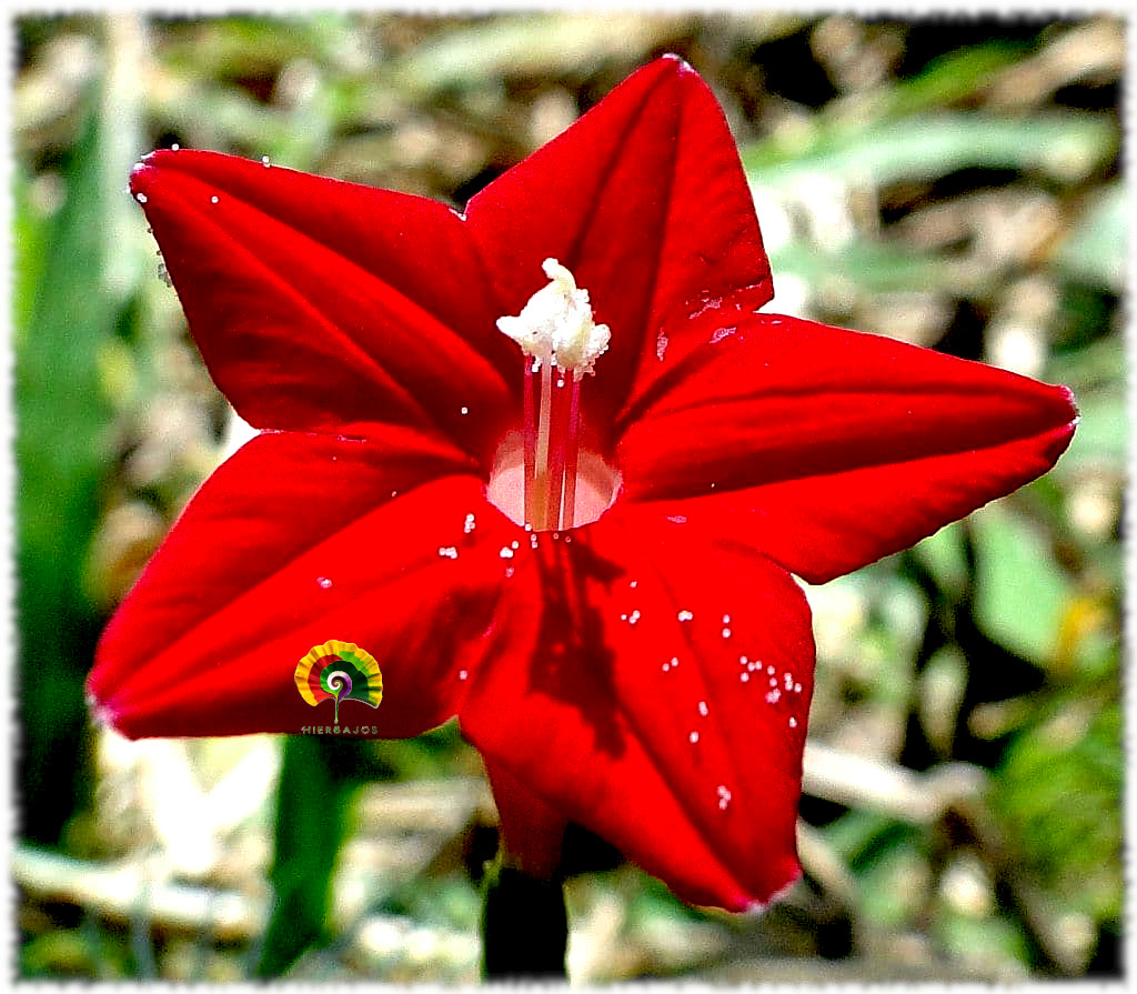 Ipomoea quamoclit 'Cardinalis' - Yedra Cardenal - 50 semillas