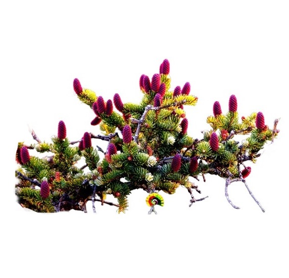 Picea jezoensis - Abeto de Jezo - 25 semillas