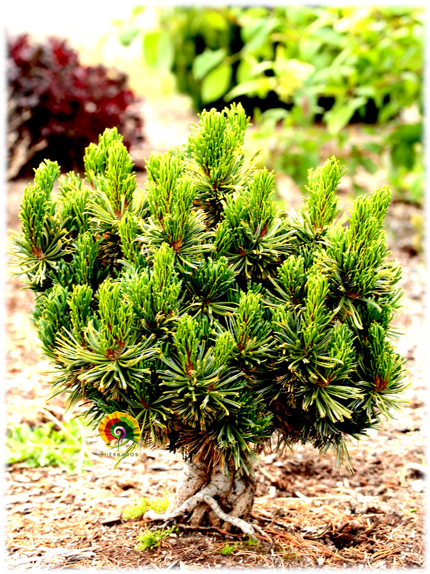 Pinus pumila - Pino enano Siberiano - 10 semillas