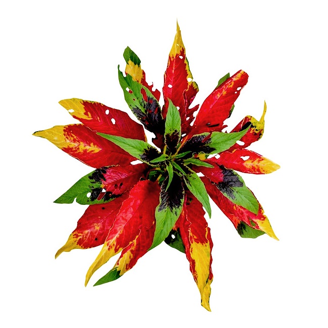 Amaranthus tricolor - Amaranto tricolor - 300 semillas