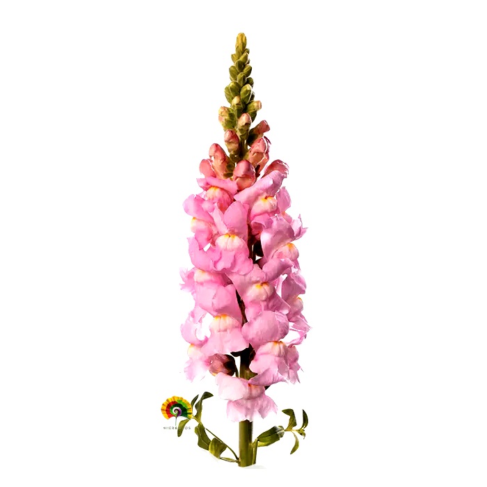 Antirrhinum majus - Boca de dragón - 1000 semillas