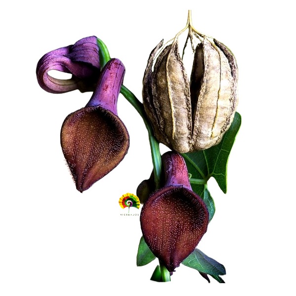 Aristolochia baetica - Aristoloquia andaluza - 10 semillas