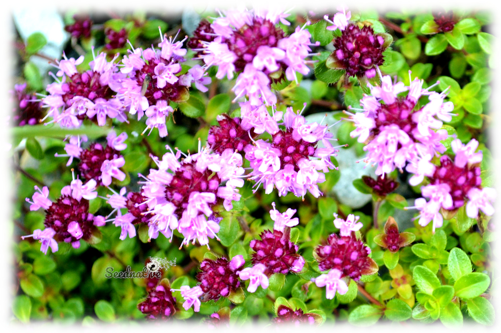Tomillo Serpol - Thymus serpyllum - 1000 semillas - Creeping Thyme