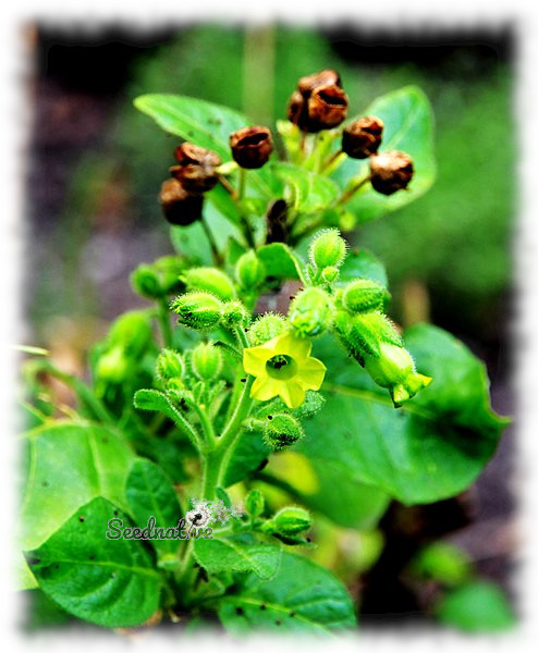 Nicotiana rustica - Mapacho - 500 semillas