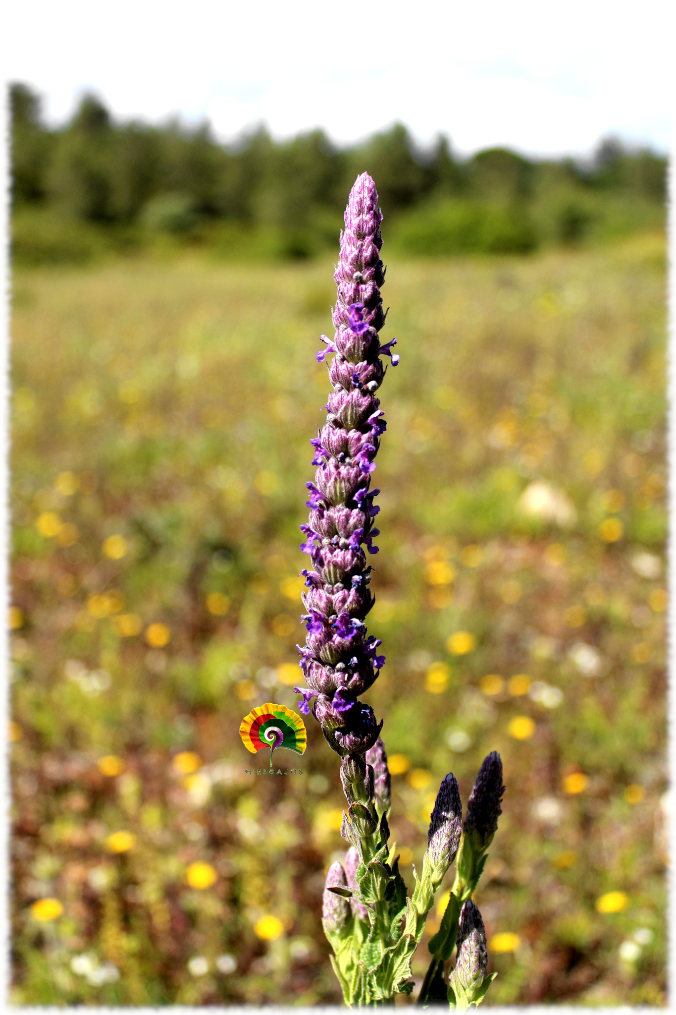 Nepeta tuberosa - Hierba Gatera Silvestre - 500 semillas