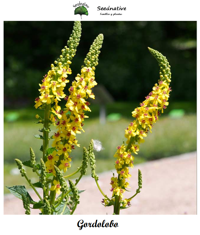 Verbascum thapsus - Gordolobo - 5000 semillas - Great Mullein