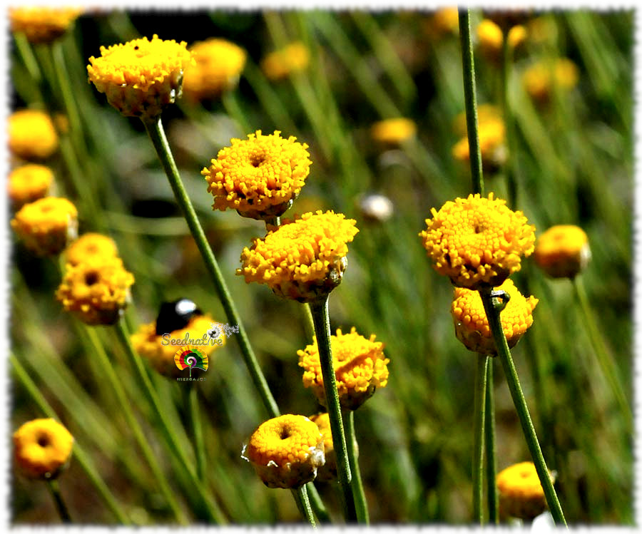 Santolina rosmarinifolia - Botonera - 500 semillas