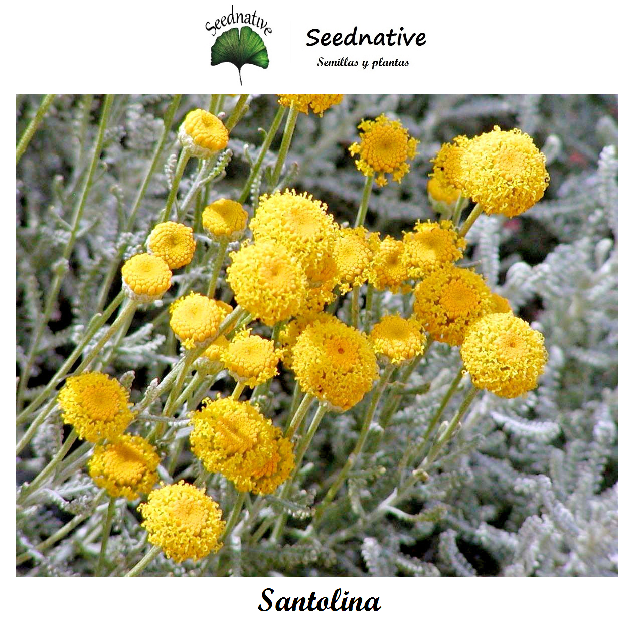 Santolina chamaecyparissus - Abrótano hembra - 500 semillas