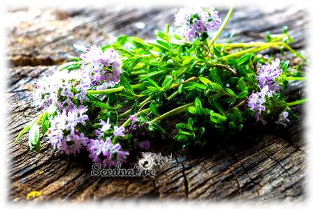 Satureja hortensis - Ajedrea de jardín - 1000 semillas