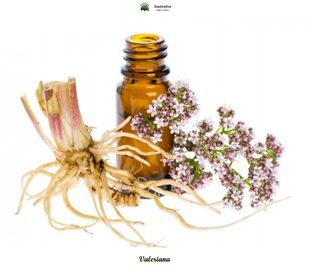 Valeriana officinalis - Valeriana - 300 semillas