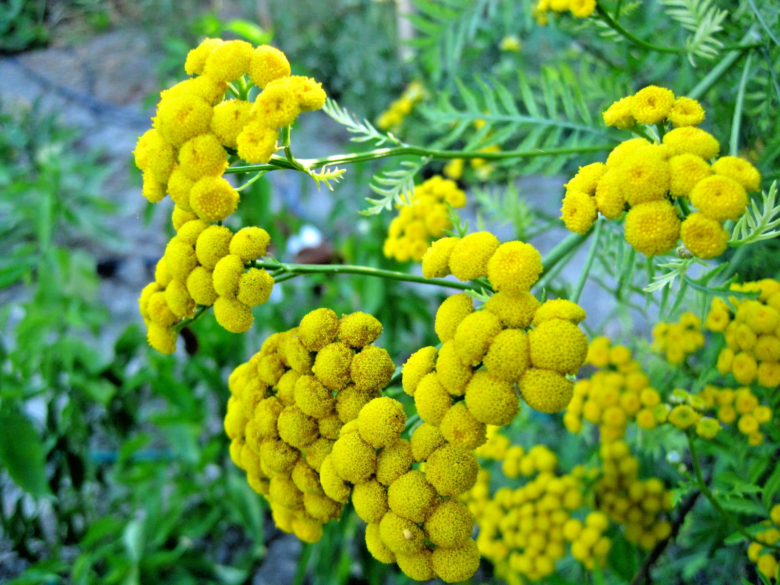 Tanacetum vulgare - Tanaceto - 500 semillas