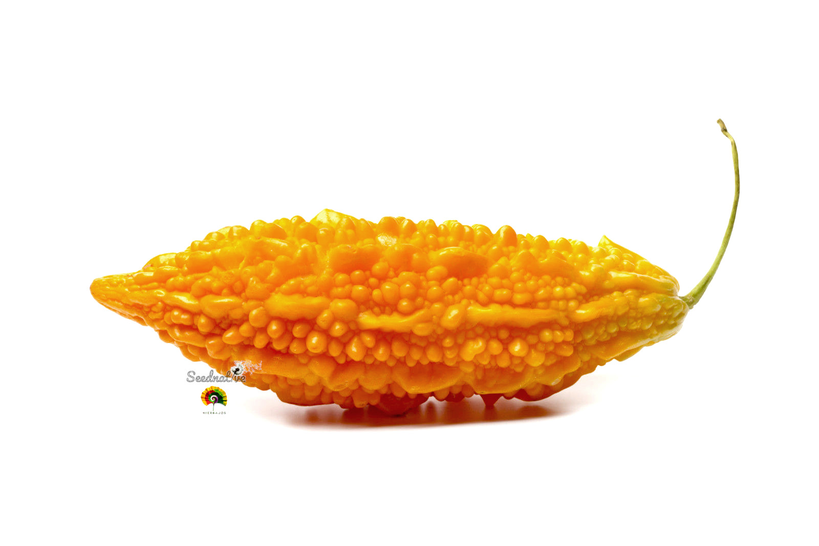 Momordica charantia - Melón amargo - 10 semillas