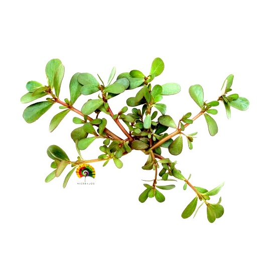 Portulaca oleracea - Verdolaga - 1000 semillas