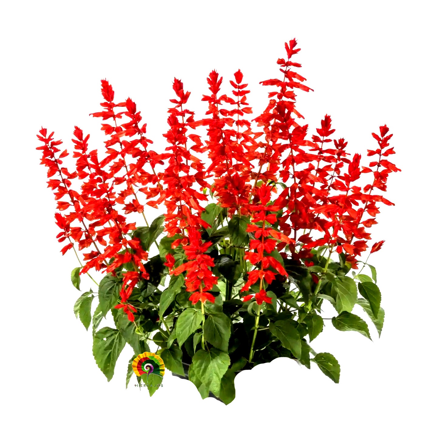 Salvia splendens - Salvia Roja - 100 semillas