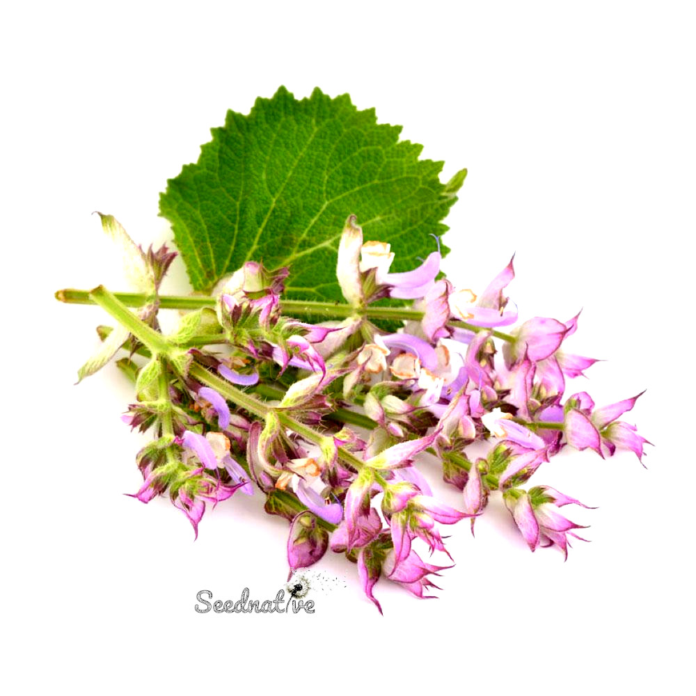 Salvia sclarea - Salvia Romana - 300 semillas 