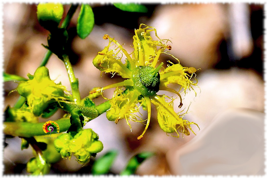 Ruta angustifolia - Ruda Silvestre - 300 semillas