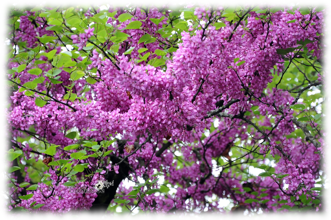 Cercis siliquastrum - Arbol del amor - 300 semillas