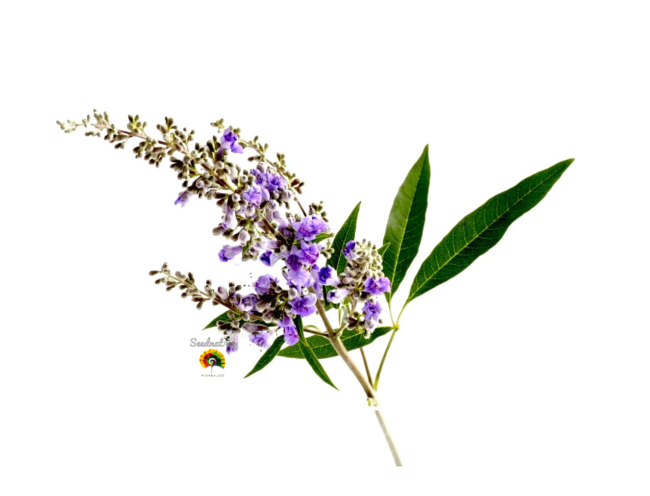Vitex agnus castus - Sauzgatillo - 100 semillas