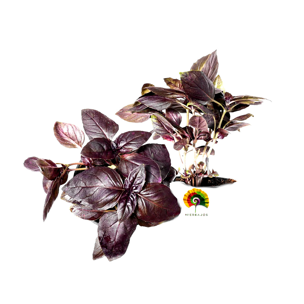Ocimum basilicum - Albahaca Dark Opal - 500 semillas