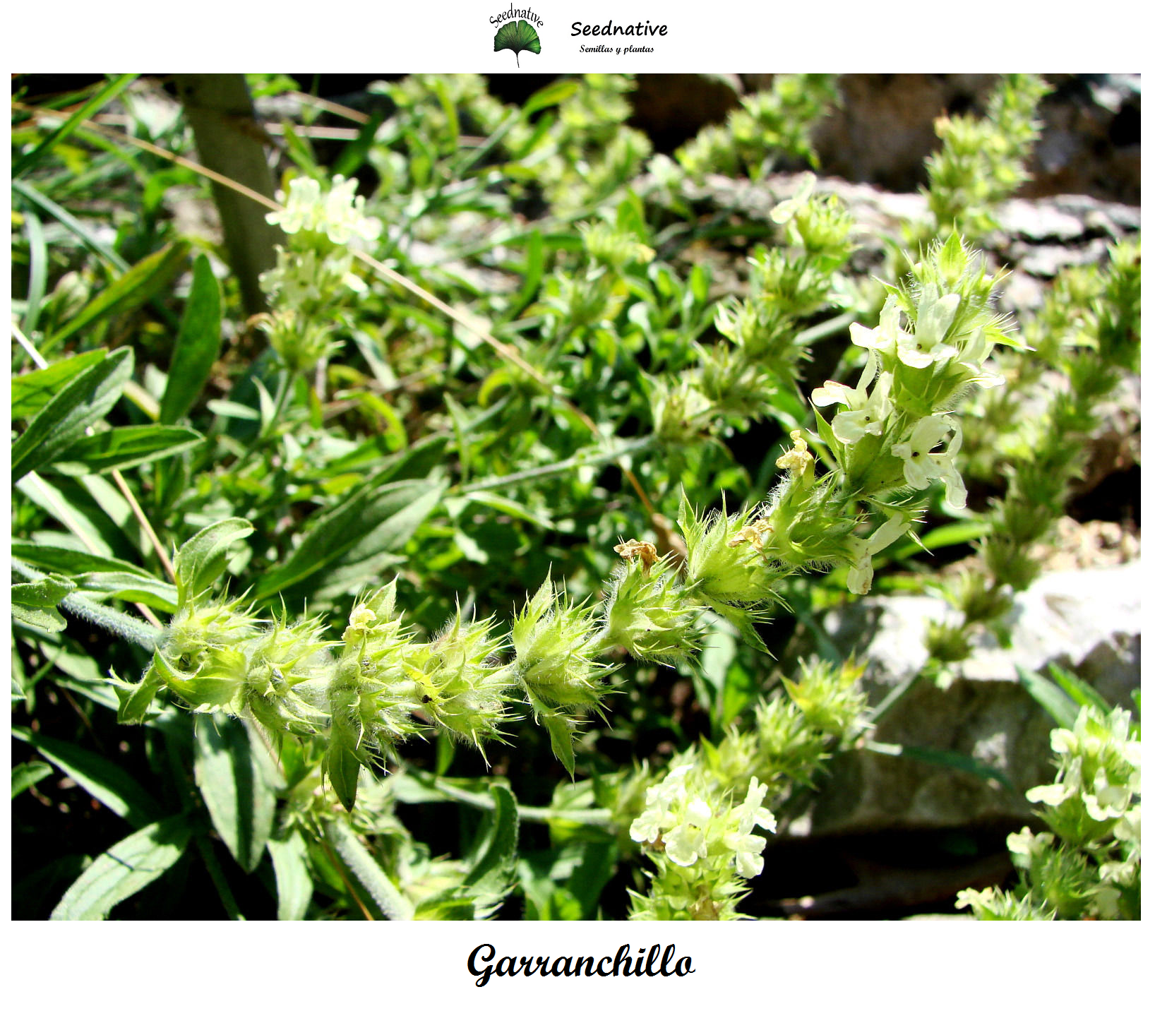 Sideritis laxespicata - Garranchillo - 50 semillas - Zahareña