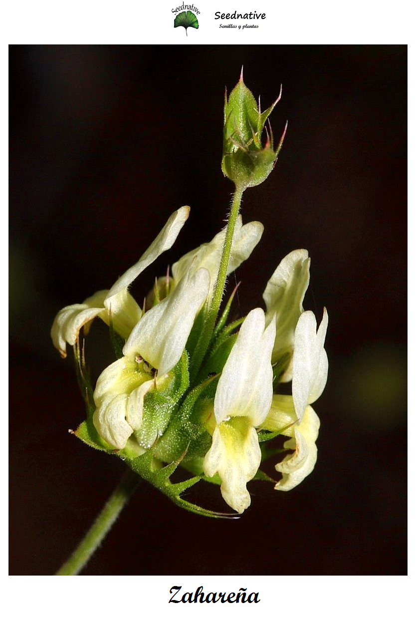 Sideritis arborescens - Rabo de gato - 50 semillas