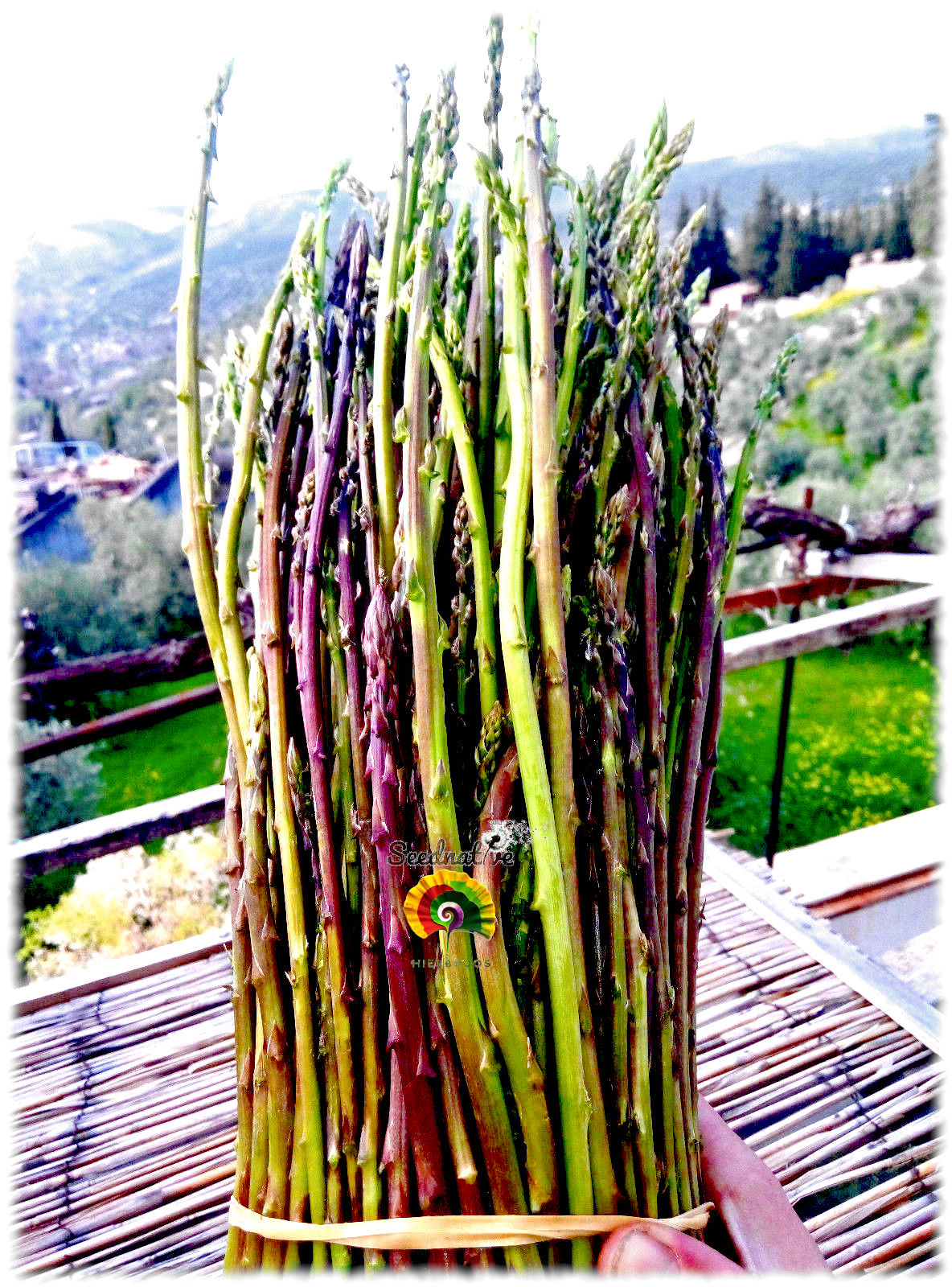 Asparagus acutifolius - Espárrago triguero - 50 semillas 