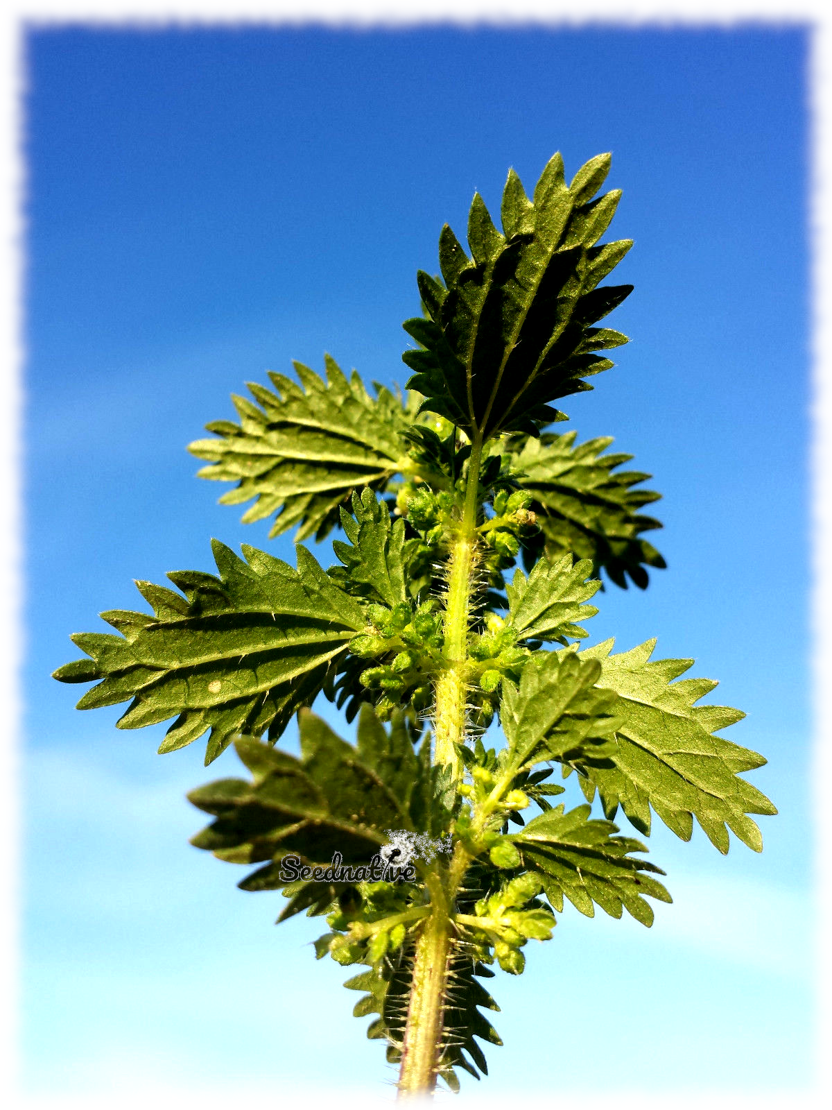 Urtica urens - Ortiga - 300 semillas
