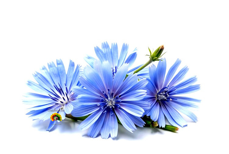 Cichorium intybus - Achicoria silvestre - 500 semillas