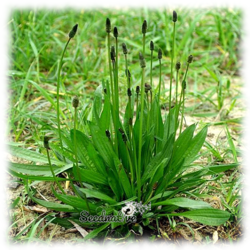 Plantago lanceolata - Llanten menor - 1000 semillas