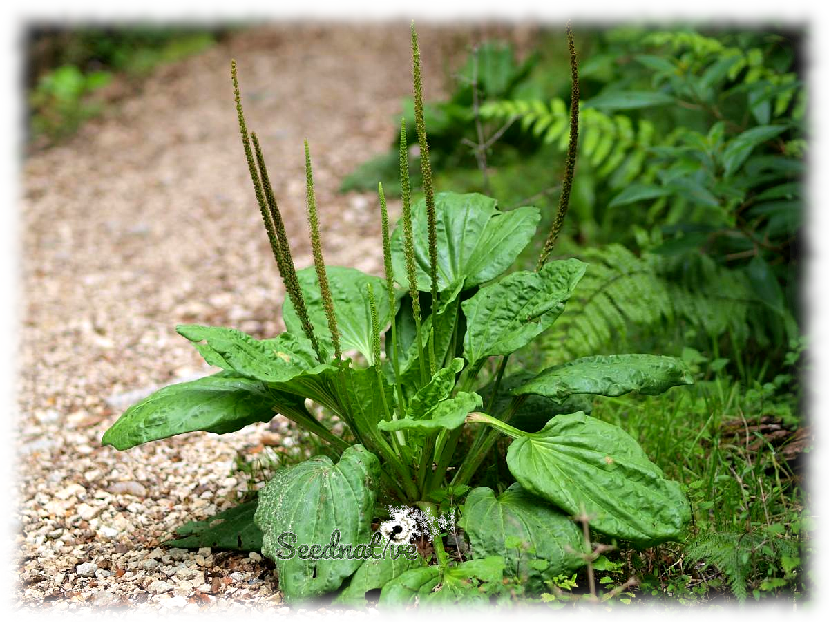 Plantago major - Llanten mayor - 1000 semillas