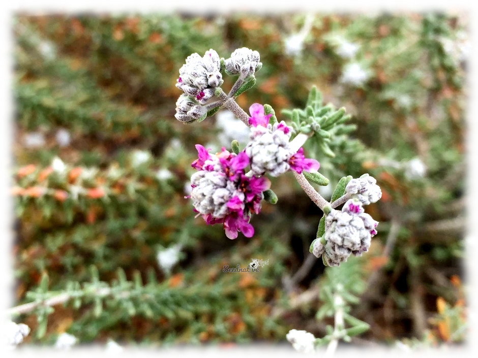 Teucrium polium - Poleo de monte - 100 semillas