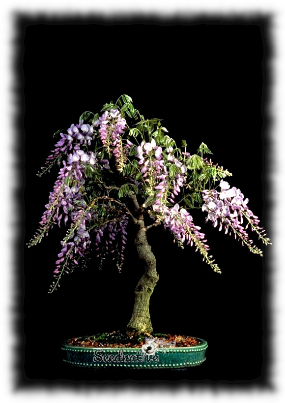 Wisteria sinensis - Glicinia - 5 semillas