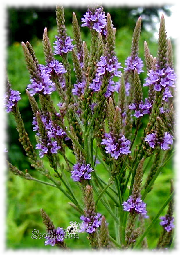 Verbena officinalis - Verbena - 500 semillas