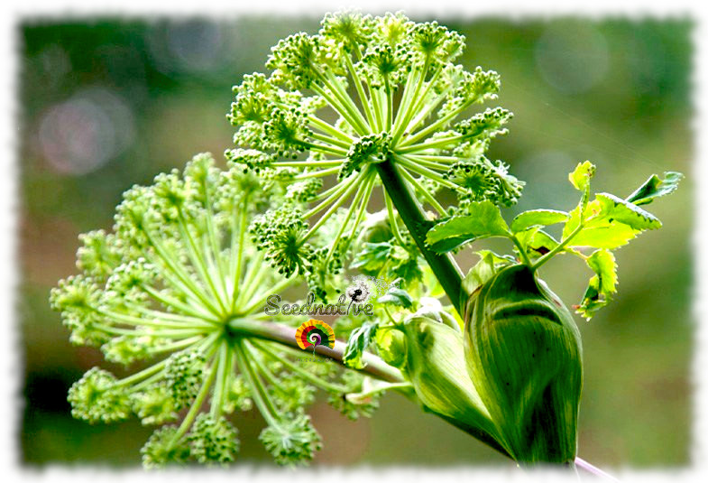 Angelica archangelica - Angélica - 100 semillas 