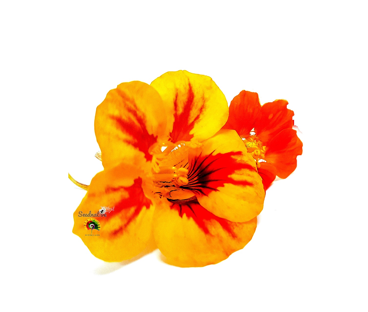 Tropaeolum majus - Capuchina - 30 semillas