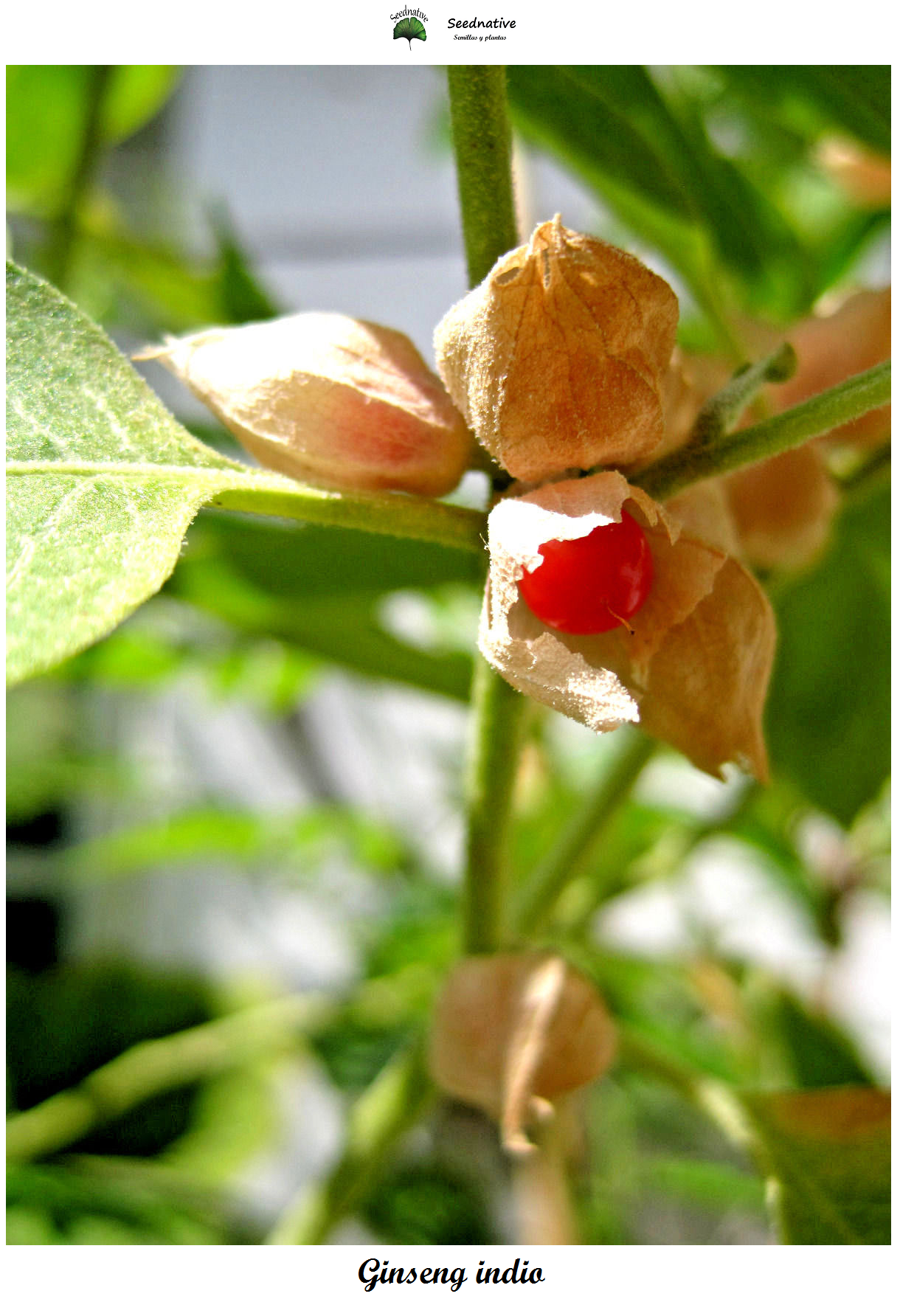 Withania somnifera - Ginseng indio - 100 semillas