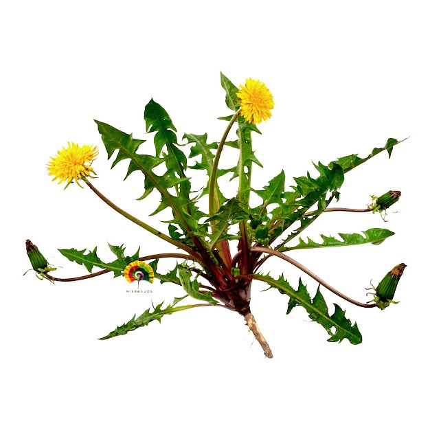 Taraxacum officinale - Diente de león - 500 semillas 