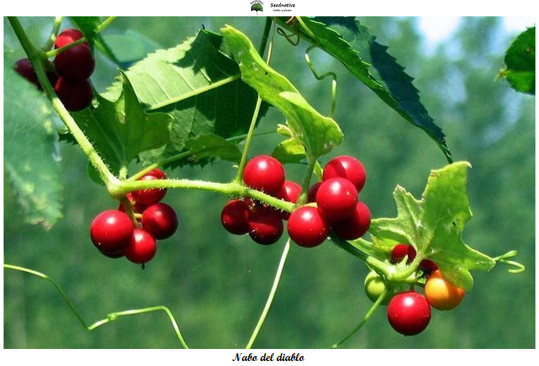 Bryonia dioica - Nabo del diablo - 15 semillas