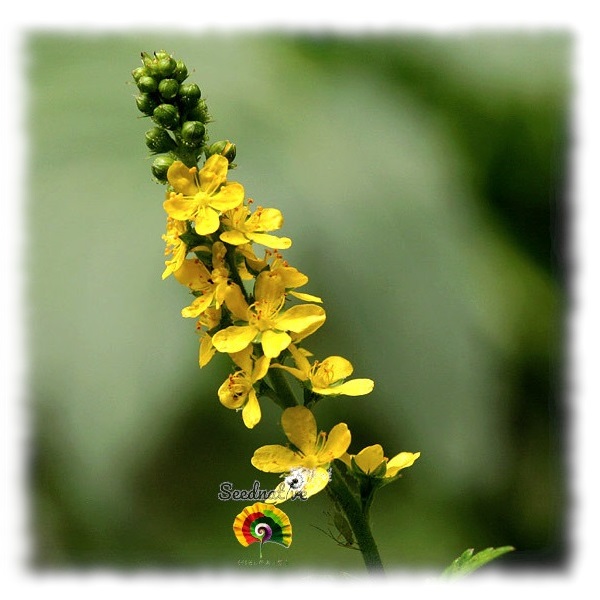 Agrimonia eupatoria - Agrimonia - 30 semillas