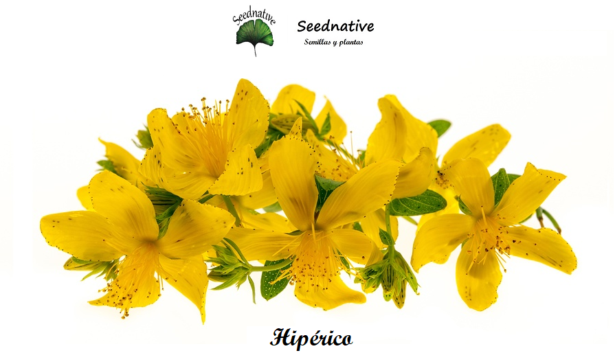 Hypericum perforatum - Hipérico - 1000 semillas
