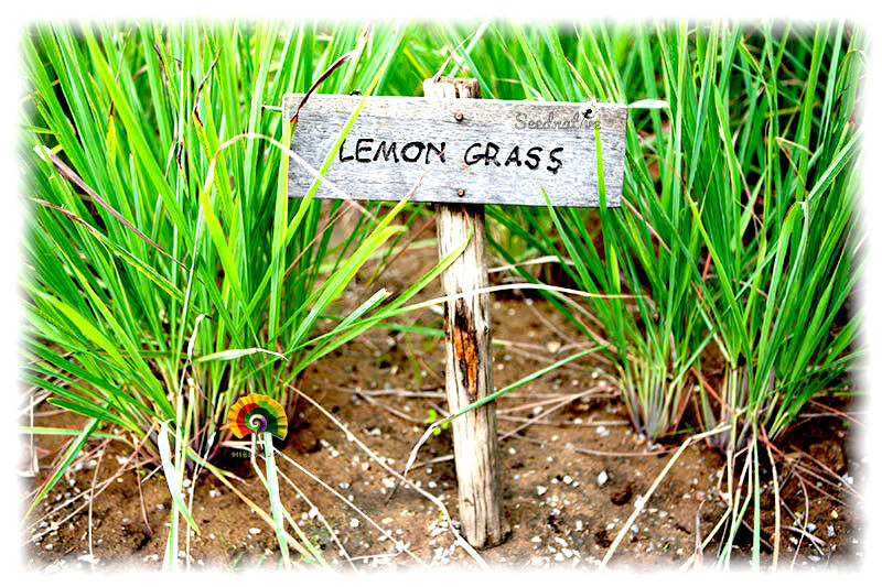 Cymbopogon flexuosus - Lemongrass - 300 semillas