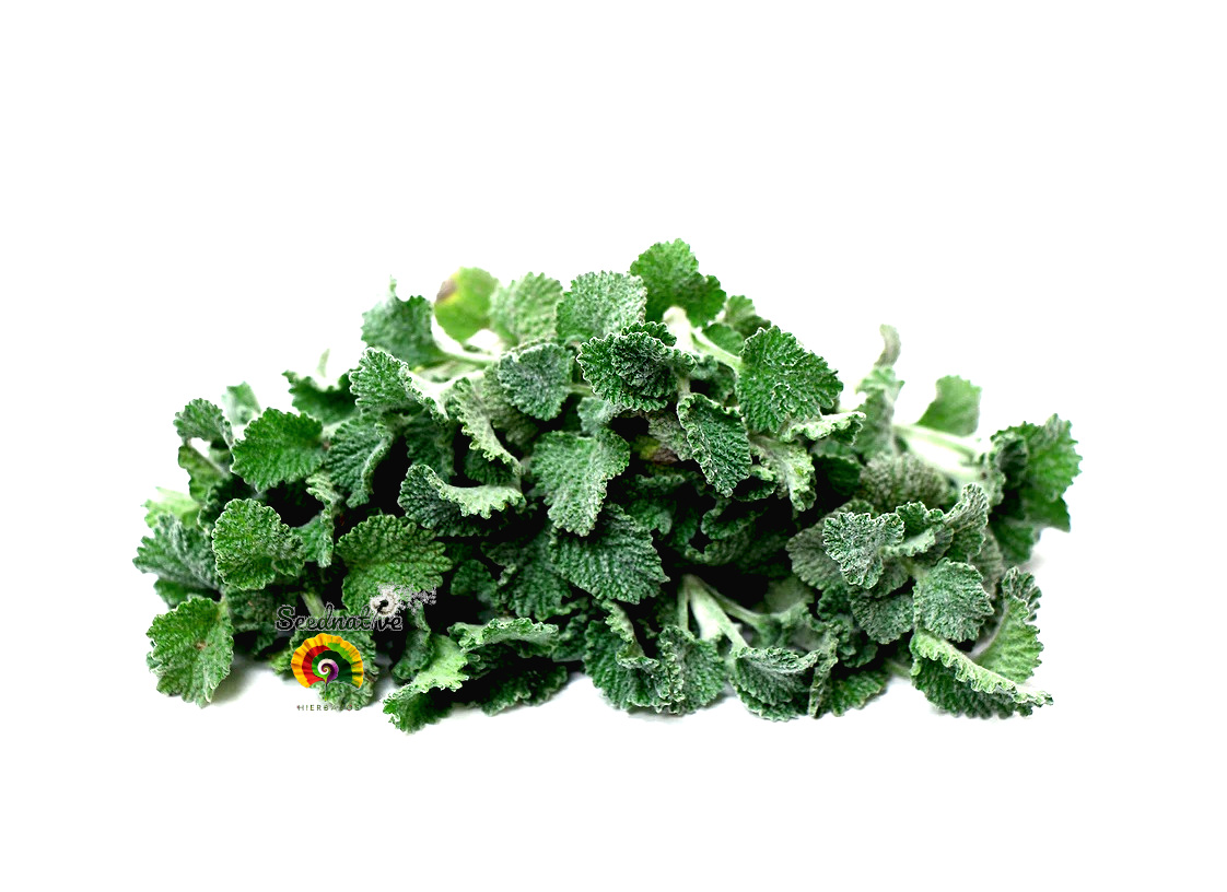Marrubium vulgare - Marrubio - 500 semillas